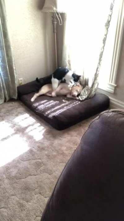 I’m licensed in massage therapy