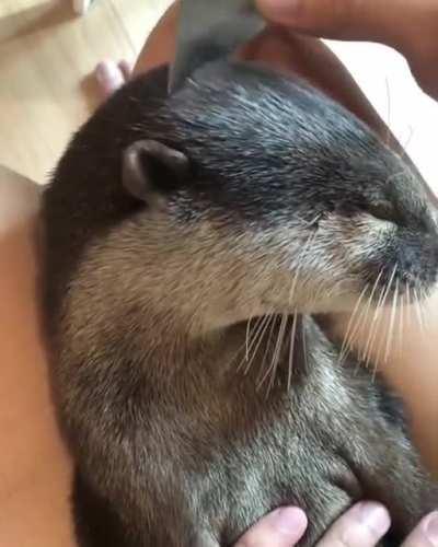 Otterly enjoyable brushy brushy (from insta, not OC)