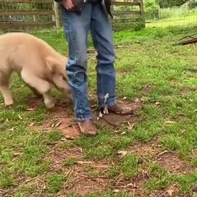Grass Puppy in a Happy Mood