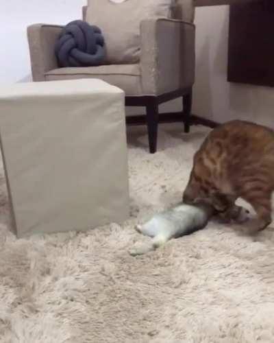 What? you got beef cat?