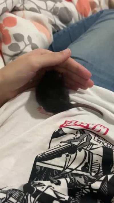 after much debate and sexing her to be sure..meet lorna! named after polaris from xmen! keeping my theme