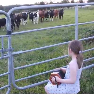 Cows absolutely adore accordion music.