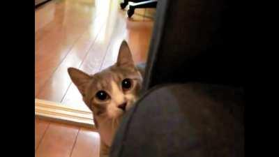 Korega... REQUIEM da