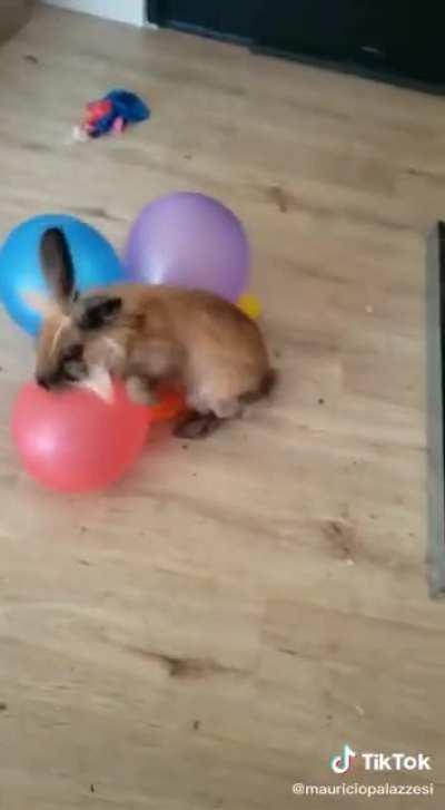 Thanks, I hate rabbits nailing baloons