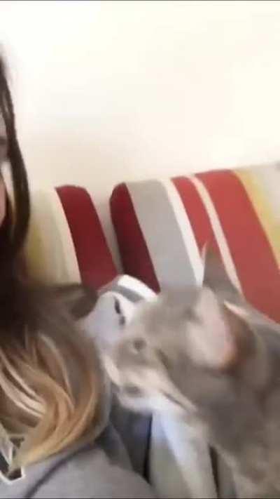 Speaking cats languages