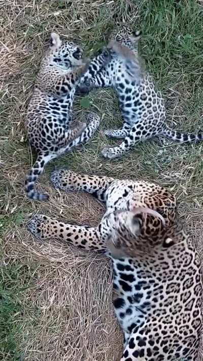 30 segundos de cachorritos de yaguareté para conmemorar el Día Internacional del Jaguar