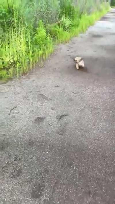 Wait. Can't walk. Don't you see. Repeat. (Not OC)