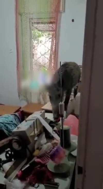 A wild boar broke a window in a ground floor apartment, entered, and broke everything in its path,