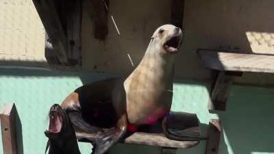 Urbandawn_sample_pack.wav