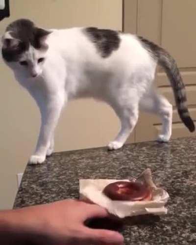 Kitty vs Doughnut