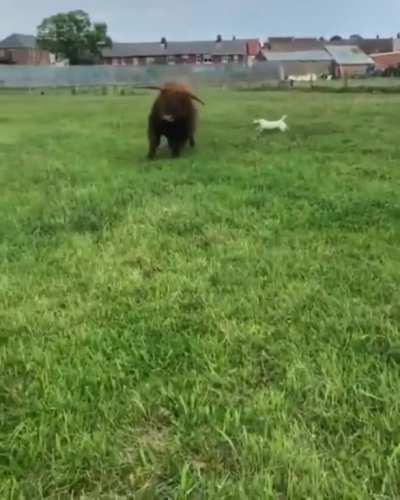 This Playful Cow And His Friends