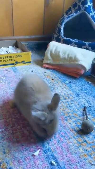 More Donkey - He zoomies