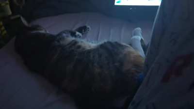 My cat wasn't impressed 😂