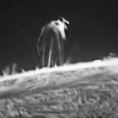 A massive solar prominence erupting and raining plasma back down along magnetic field lines