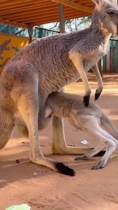 Baby kangaroo entering mother's pouch