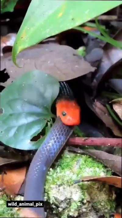 watch snake eating another snake whole