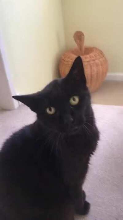 My deaf pal saying hello