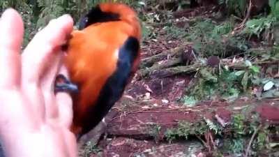 Наконецто! Ядовитый питохуй!