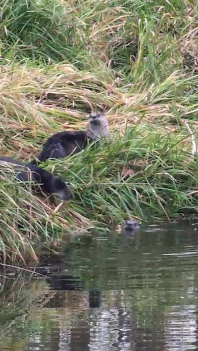 Otters at West bridge of Burnaby Lake