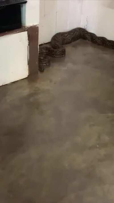 We were looking for the office cat. I guess we found it...