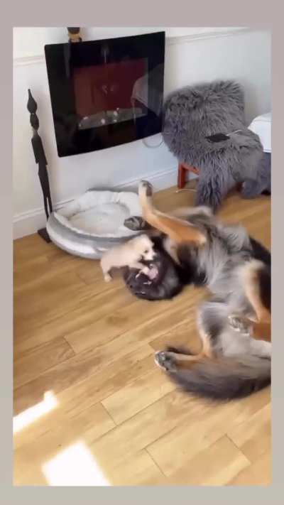 Resident Dog Welcomes The New Puppy