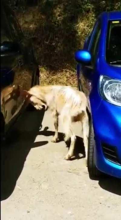 Told my insurance agent it was an “act of goat”
