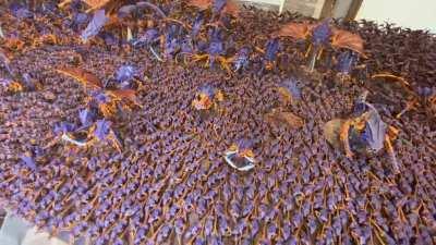 Video of Hive Fleet Annihilation