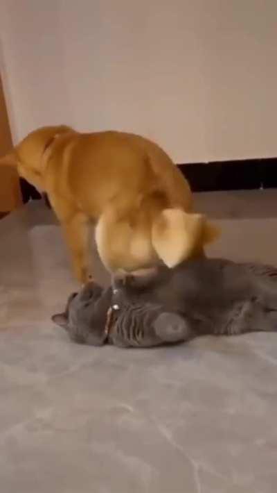 Get it, you bastard.