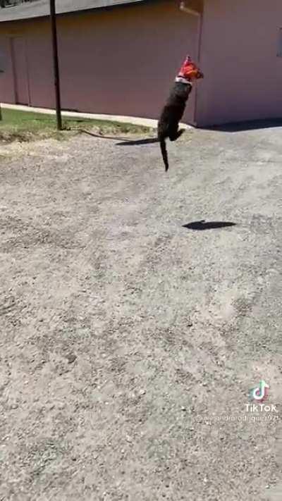 Blinded by a bag of Doritos