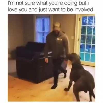 This dog attempt in lunging