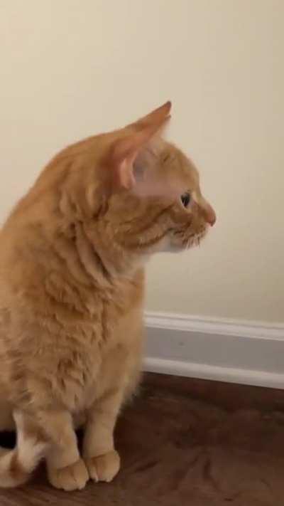 she is in love just pretending to look cool 😼