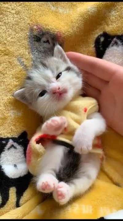 Cute Baby Cat!