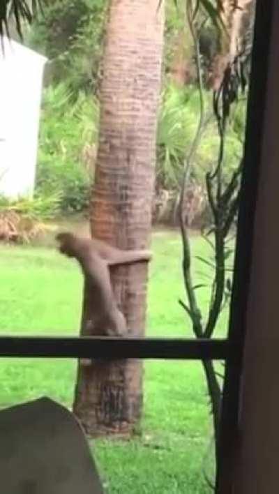 Рысь vs Белка