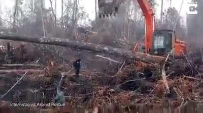 Орангутанг пытается драться с бульдозером, уничтожающим его лес