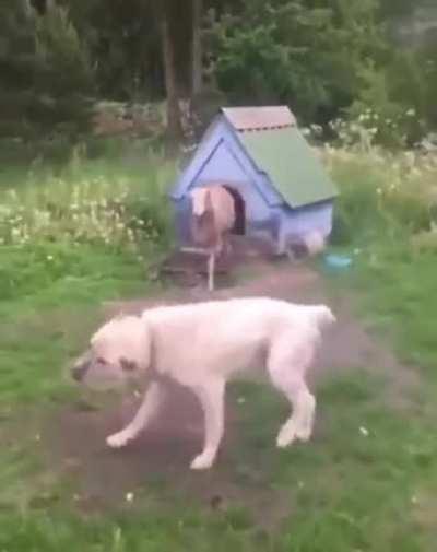 The dog is tethered. The sheep is there by freewill.