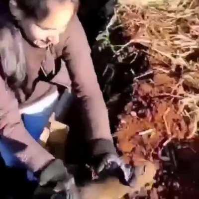 What a cute guinea pig <3