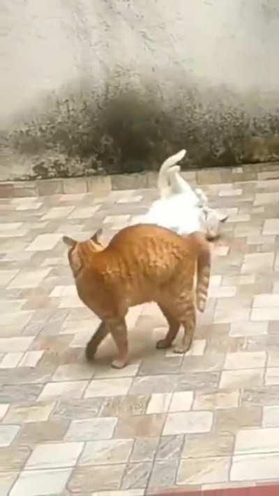 Over the top dramatic