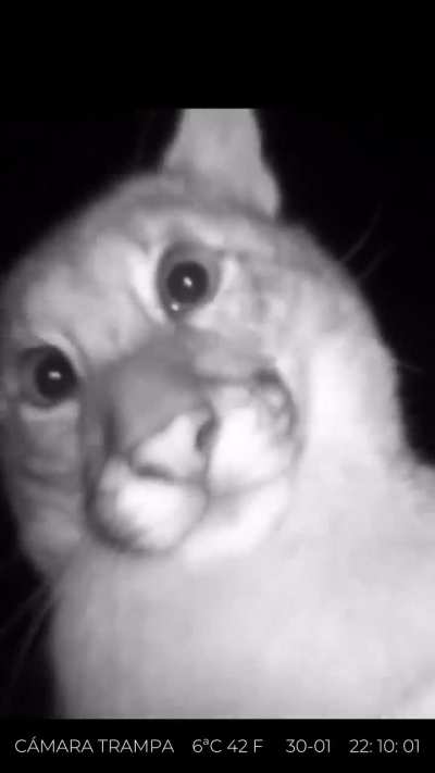Dejaron una cámara trampa para monitorear la fauna y grabó imágenes inquietantes