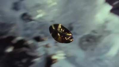 Made by Paul Trillo, 11 Sora Video stitched together - The Golden Record