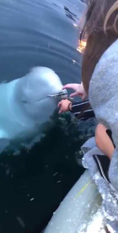 Beluga Whale Retrieving Girl’s Phone