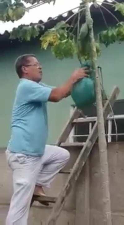 Removing a nest of wasps