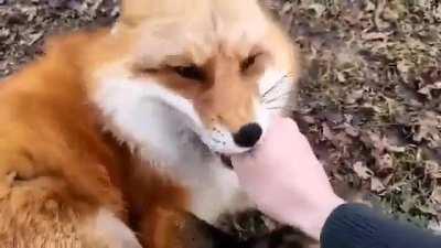 If you've never heard a fox laugh, here goes!