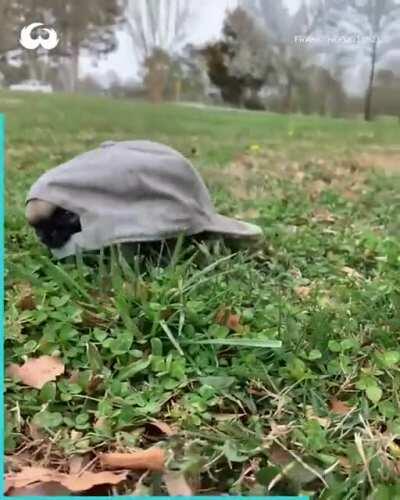 What kind of turtle is this?