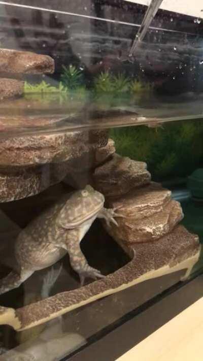 Big Mac loves crickets!