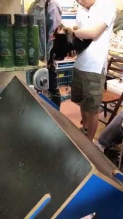 That's a weird looking koala