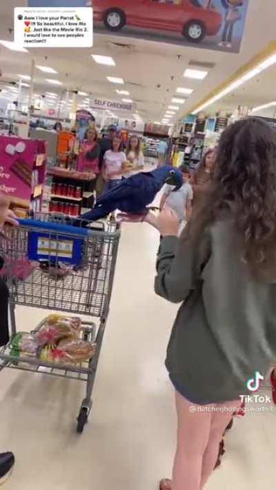Rio the parrot makes some new friends at the grocery store