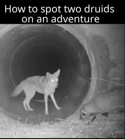 Coyotes and Badgers are actually close friends and often go hunting together, many Native American myths/stories revolve around this dynamic.