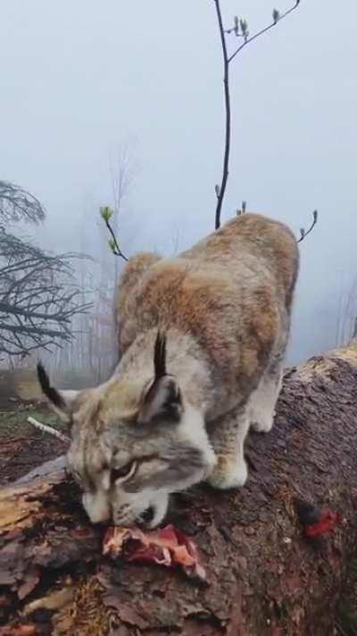 🔥 Meeting a Lynx in the Harz Mountains