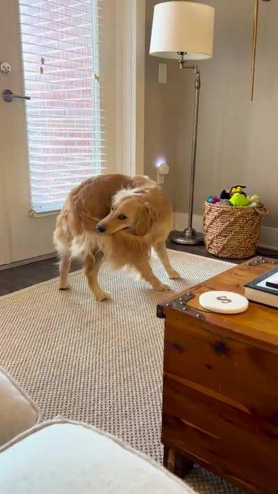 Anyone else’s golden constantly chase their tail? 