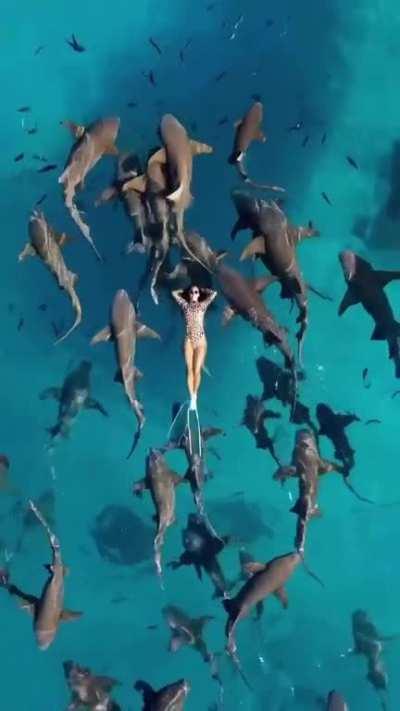 Relaxing swim with a bunch of friendly nurse sharks